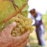 consulenza marketing Lecce azienda agricola consulenza_marketing_Lecce_azienda_agricola