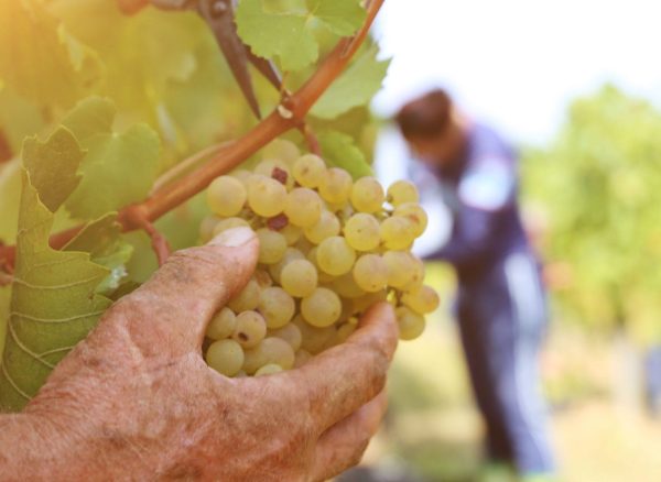 consulenza_marketing_Lecce_azienda_agricola
