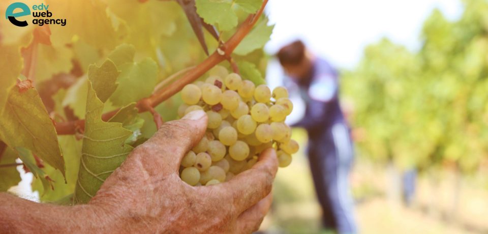 consulenza marketing Lecce azienda agricola consulenza_marketing_Lecce_azienda_agricola