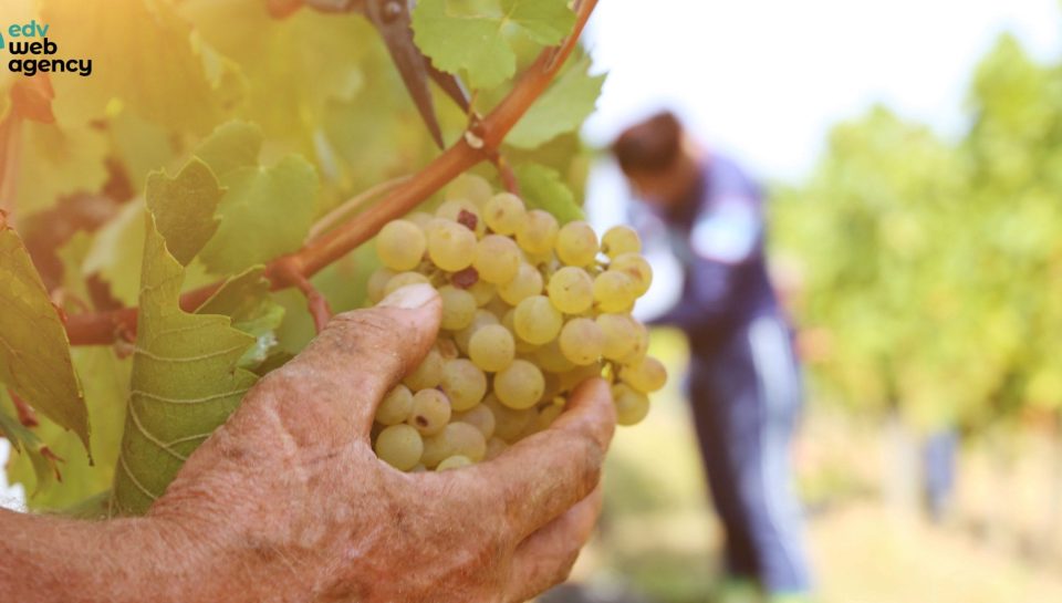 consulenza marketing Lecce azienda agricola consulenza_marketing_Lecce_azienda_agricola